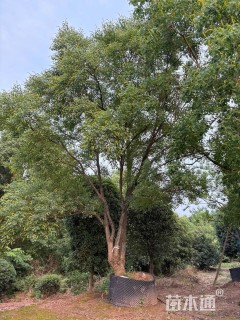 45公分(4杆)丛生乌桕