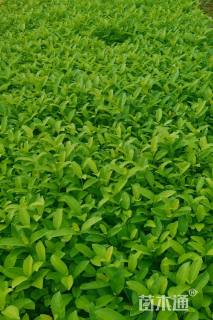 高度30厘米欧洲荚蒾