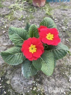 高度10厘米报春花