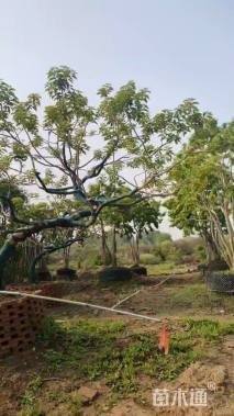 23公分红果冬青