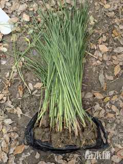 高度100厘米香蒲