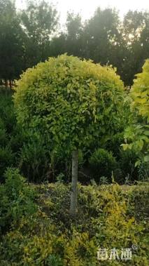 高度40厘米金焰绣线菊