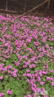 高度10厘米三叶草