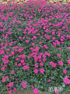 高度17厘米细叶美女樱