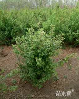 高度150厘米黄刺玫