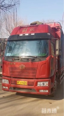 高度30厘米雏菊