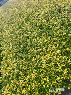 高度40厘米金森女贞小苗