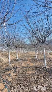 18公分高杆染井吉野樱