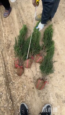 高度60厘米刺柏