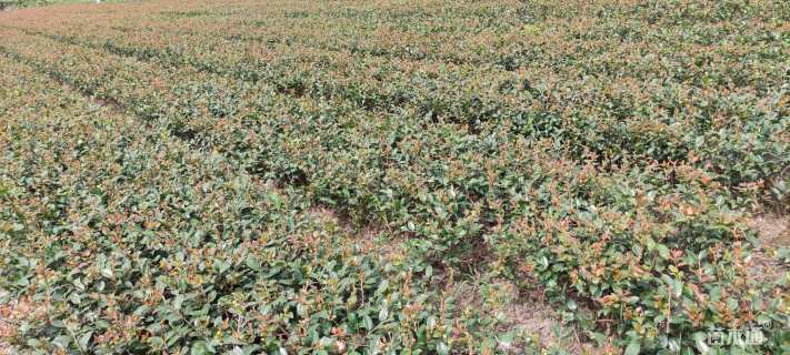 高度30厘米茶梅