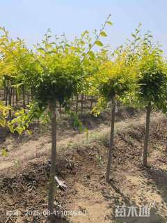 冠幅50厘米金叶榆球