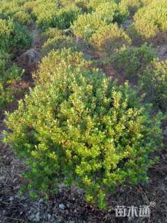 高度100厘米夏鹃