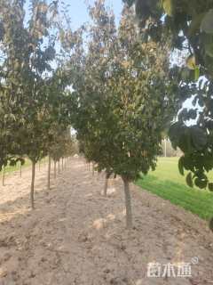 10公分木瓜海棠