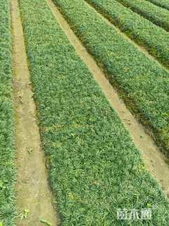 高度10厘米玉龙草