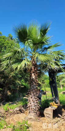 裸干高250厘米华盛顿椰子