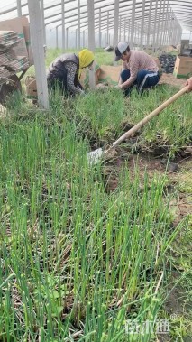 高度20厘米水葱