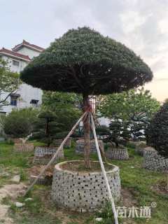移栽苗造型罗汉松
