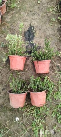 高度20厘米亮绿忍冬