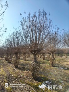 80公分紫薇花瓶