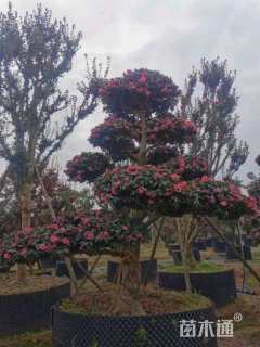 15公分造型茶梅