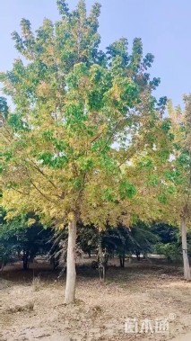 19公分金叶复叶槭