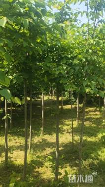 4公分欧洲小叶椴