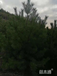 高度80厘米油松
