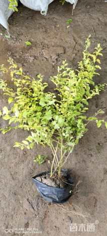 高度60厘米金冠小叶女贞