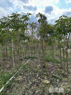 3公分紫花风铃木