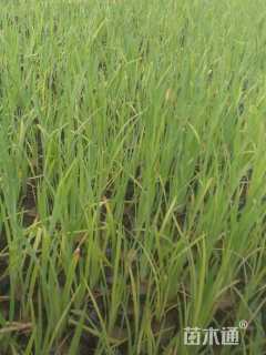 高度20厘米花菖蒲