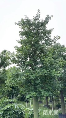 裸干高100厘米假槟榔
