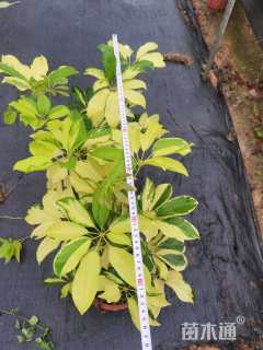 高度40厘米澳洲鸭脚木