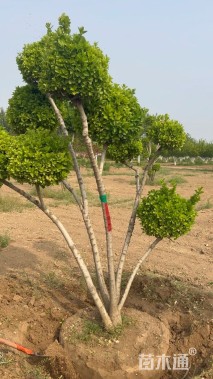 10公分造型卫矛