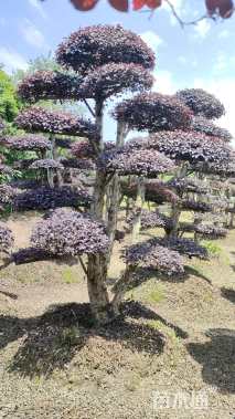 12公分造型红花继木桩