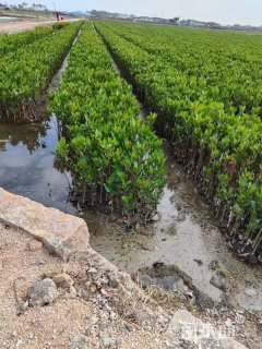 高度70厘米秋茄