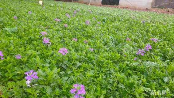 高度10厘米美女樱