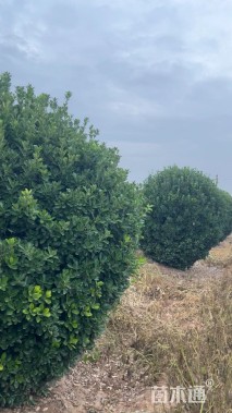 冠幅200厘米大叶黄杨球