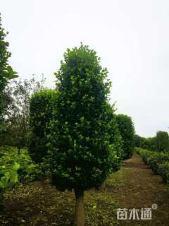 高度270厘米卫矛