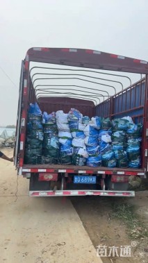 高度30厘米西伯利亚鸢尾