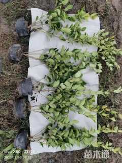 高度50厘米金森女贞