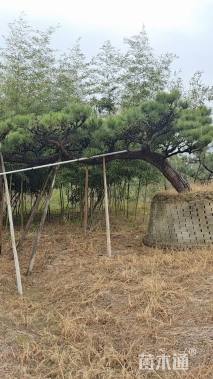 高度400厘米黑松