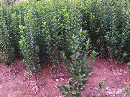 高度40厘米大叶黄杨绿篱