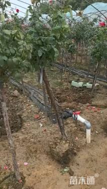 高度130厘米月季