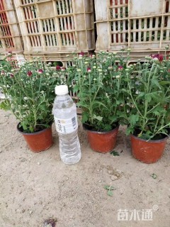 高度20厘米国庆菊