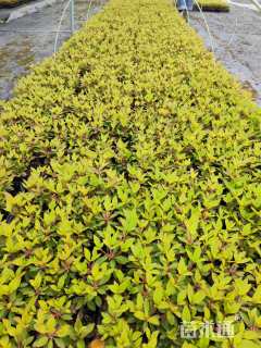 高度10厘米康乃馨