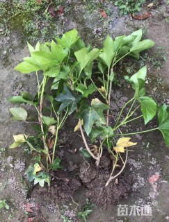 高度30厘米熊掌木小苗