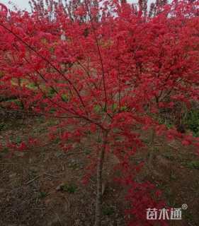 5公分日本红枫