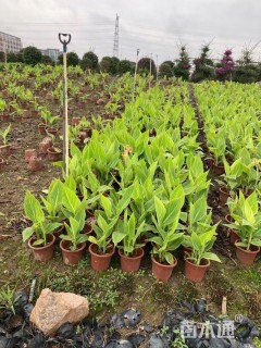 高度40厘米花叶美人蕉