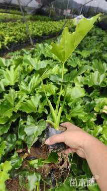 高度30厘米春羽