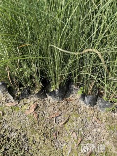 高度70厘米细叶芒